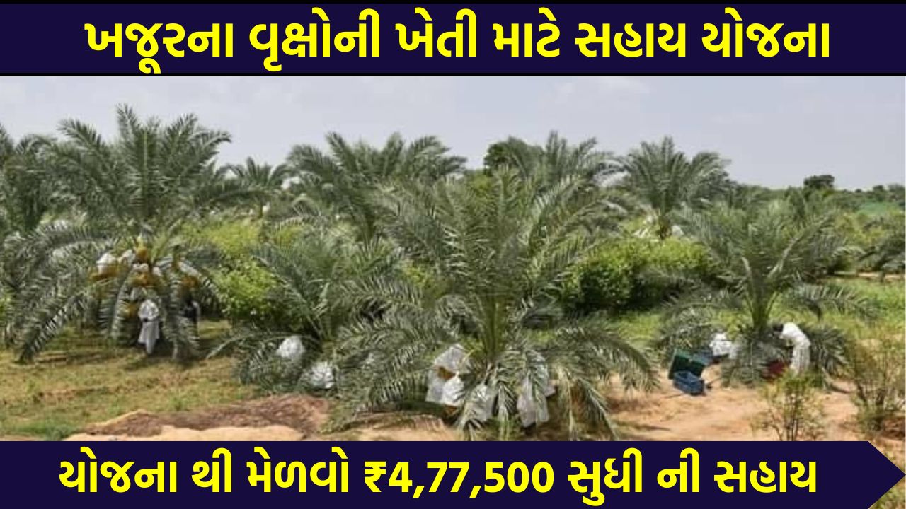 Support Scheme for Cultivation of Date Palms Through Tissue Culture